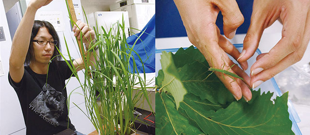 Plant Biosciences